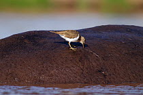 Common sandpiper (Actitis hypoleucos) searching for insects on the back of a Hippopotamus (Hippopotamus amphibius) Masai Mara National Reserve, Kenya. February