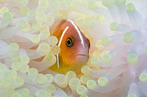 Pink anemonefish (Amphiprion perideraion) with anemone showing the effects of bleaching. The bleached anemone is almost white, whereas the unbleached anemone is brown due to the presence of symbiotic...
