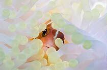 Pink anemonefish (Amphiprion perideraion) with anemone showing the effects of bleaching. The bleached anemone is almost white, whereas the unbleached anemone is brown due to the presence of symbiotic...