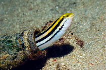 Striped poison-fang blenny mimic (Petroscirtes breviceps) mimic of Striped blennie (Meiacanthus grammistes), which possesses a pair of large grooved fangs in the lower jaw with associated venom glands...