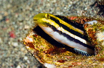 Striped poison-fang blenny mimic (Petroscirtes breviceps) mimic of Striped blennie (Meiacanthus grammistes) which possesses a pair of large grooved fangs in the lower jaw with associated venom glands....