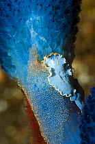 Marine flatworm (Cycloporus venetus) on Blue stalked sea squirt / tunicate with egg mass. Rinca, Komodo National Park, Indonesia, October