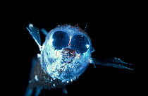 Deep sea fish (Winteria telescopa) with forward pointing tubular eyes.