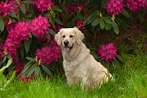 Golden retriever dog in garden with Rhododendron flowers, UK, May