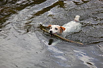 Jack Russell Terrier retrieving stick from water, UK