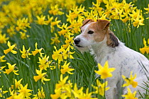 Jack Russell terrier in garden amongst daffodils, UK, March