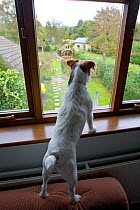 Jack Russell terrier looking out from window on rabbit alert, UK, October 2004