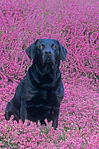 Black labrador amongst heather, UK