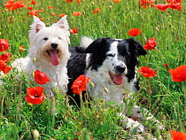 West Highland terrier and Border collie amongst Poppies, UK
