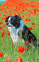 Border Collie, portrait, sitting, watching among Poppies, UK