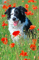Border Collie, portrait, among Poppies, UK