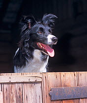 Border Collie, portrait, looking over barn door, UK