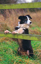 Border Collie, sitting up on back legs against fence, UK