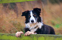 Border Collie, sitting up on back legs, against fence, UK