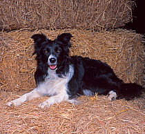 Border Collie, portrait, amongst straw bales, UK