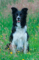 Border Collie, portrait in field, UK