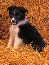 Border Collie, puppy, portrait on straw, UK
