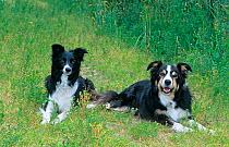 Two Border Collie dogs, resting in field, UK