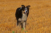 Border Collie, working dog in stubble field, Wales, UK