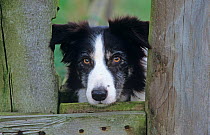 Border Collie, working dog looking through gate, Wales, UK