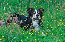 Border Collie, working dog in field, Wales, UK