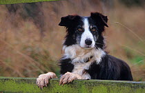 Border Collie, working dog with feet up on fence, Wales, UK