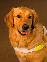 Golden retriever in harness, Guide Dog for the Blind, portrait, UK