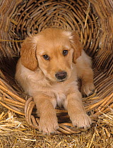 Golden retriever, puppy in basket