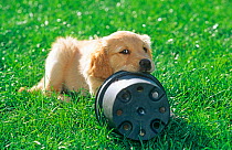 Golden retriever, puppy chewing plastic plant pot in garden, UK