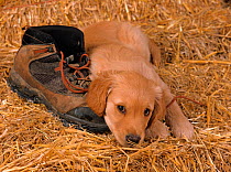 Golden retriever, puppy resting on straw with hiking boot