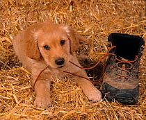 Golden retriever, puppy resting on straw chewing the laces of hiking boot