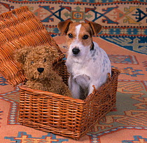 Jack russell terrier in basket with teddy bear
