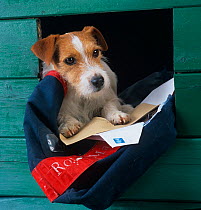 Jack russell terrier with letters and postman's sack