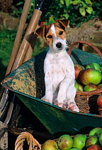 Jack russell terrier in wheelbarrow with apples, UK
