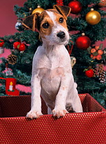 Jack russell terrier in box with Christmas tree