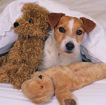 Jack russell terrier with two teddy bears