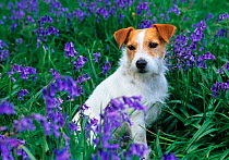 Jack russell terrier amongst Bluebell flowers, UK