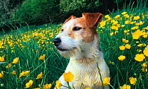 Jack russell terrier amongst Daffodil flowers, UK