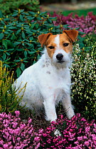 Jack russell terrier amongst Heather and Rhododendron flowers, UK
