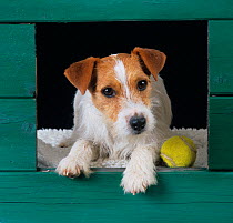 Jack russell terrier looking out from kennel, with ball,