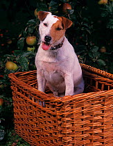 Jack russell terrier sitting in pcinic basket
