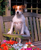 Jack russell terrier on garden banch with summer flowers