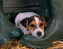 Jack russell terrier puppy resting on wellington boots