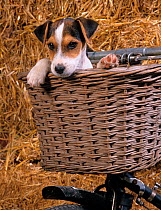 Jack russell terrier puppy in bicycle basket, UK