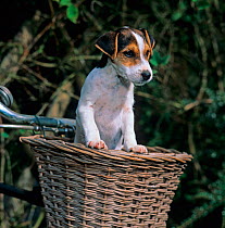 Jack russell terrier puppy in bicycle basket, UK