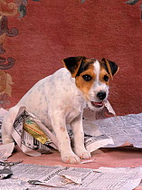 Jack russell terrier puppy chewing newspaper, UK