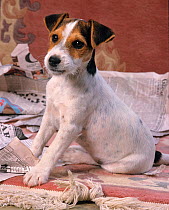 Jack russell terrier puppy on newspaper, UK