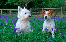 West highland terrier and Jack russell terrier amongst Bluebells, UK