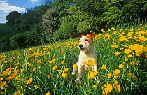 Jack russell terrier sitting in field of Buttercup flowers, UK