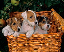 Jack russell terrier, three puppies in picnic basket